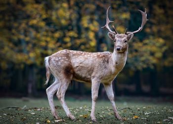 Top 5 Best Deer Attractants-2019: Reviews and Buying Guide