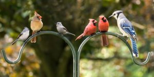 Spotting Scope vs Binoculars - Birding